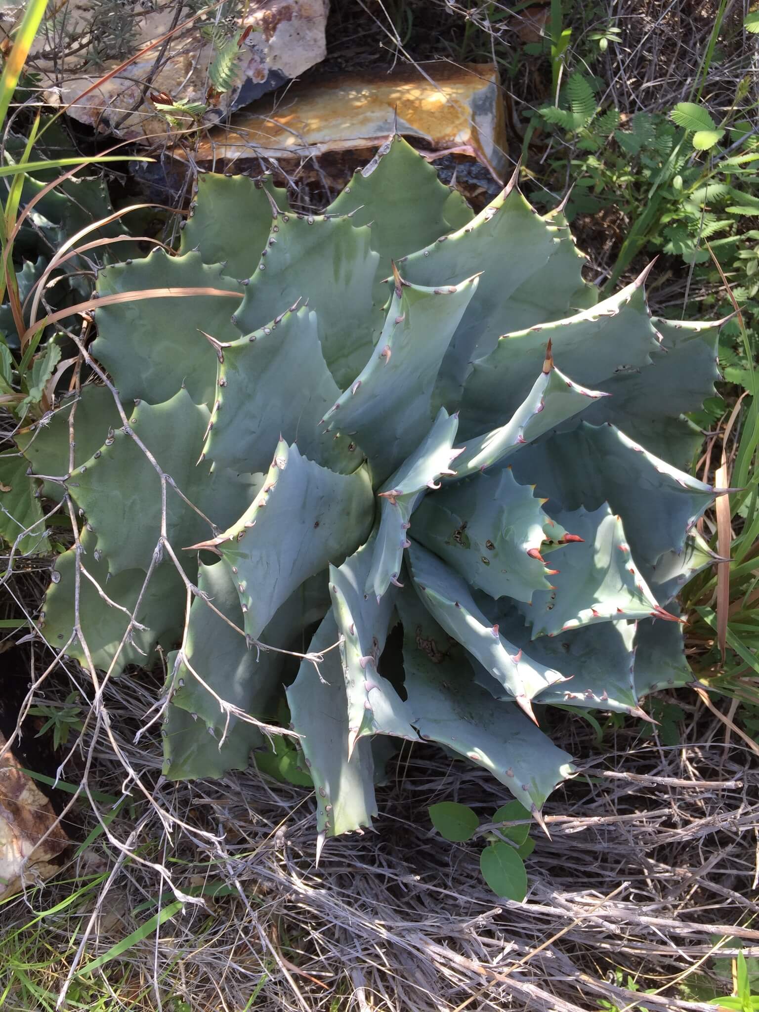 Agave isthmensis 